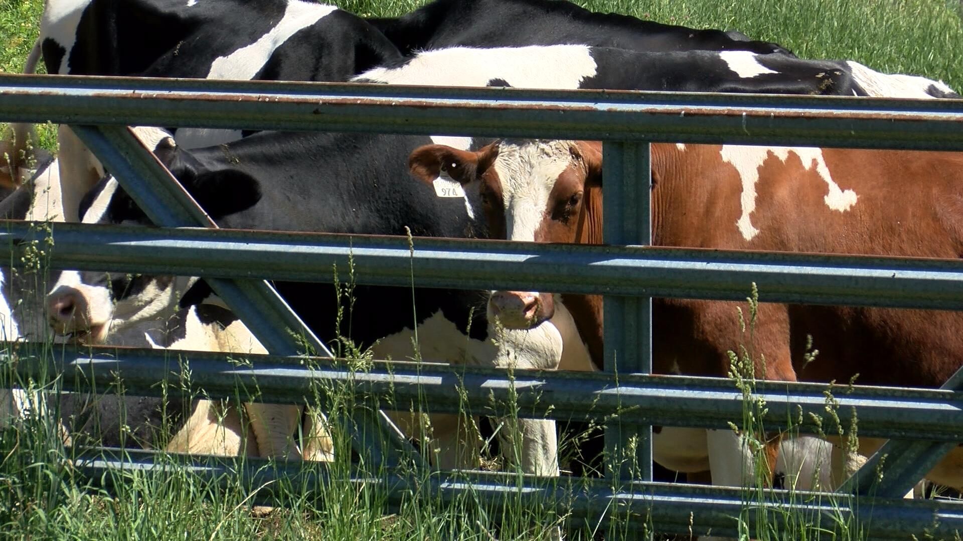 dairy cow.jpg